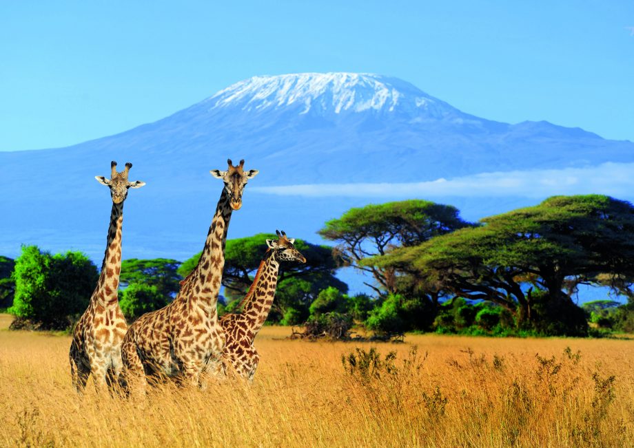 13 days best of kenya tanzania safari tour