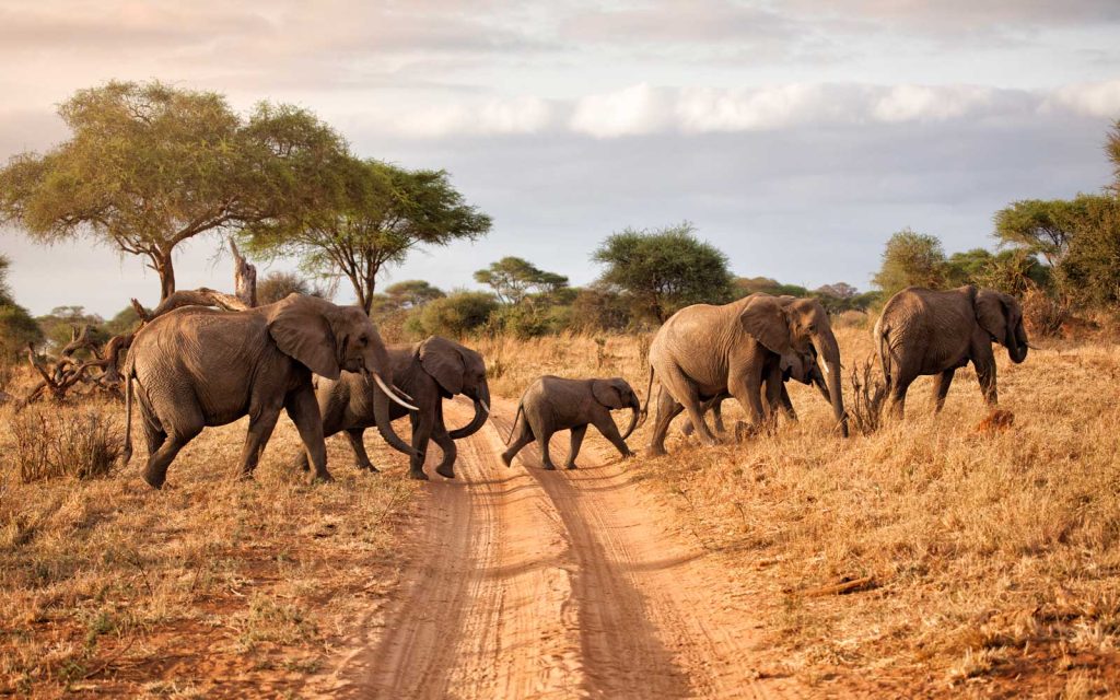 Elephant family at dawn, africa