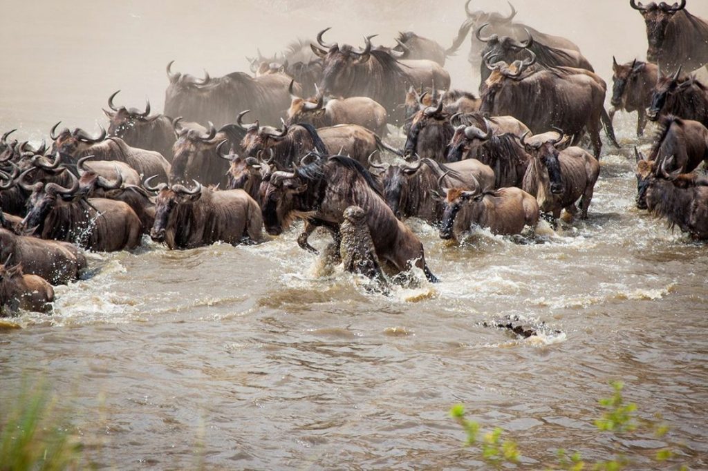 Mara migration 1160x773