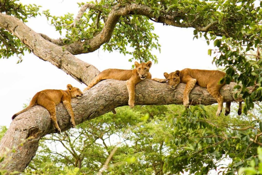 Ishasha tree climbinig lions